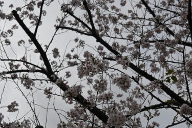 狛江の桜の名所　消失で考える